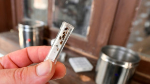 Les punaises de lit, petites b&ecirc;tes mais grands traumas