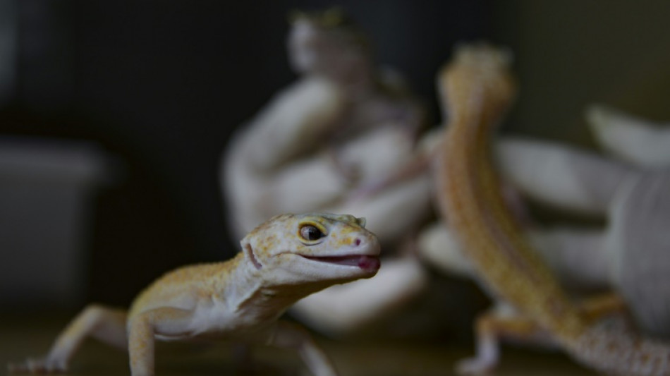 Le l&eacute;zard gecko colle au mur &agrave; l'aide d'une couche de gras