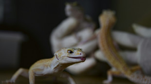 Le l&eacute;zard gecko colle au mur &agrave; l'aide d'une couche de gras