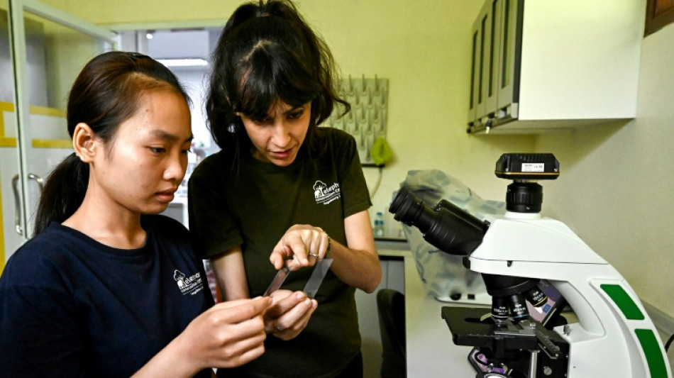 Analizar el ADN de excrementos para salvar a los &uacute;ltimos elefantes en Laos