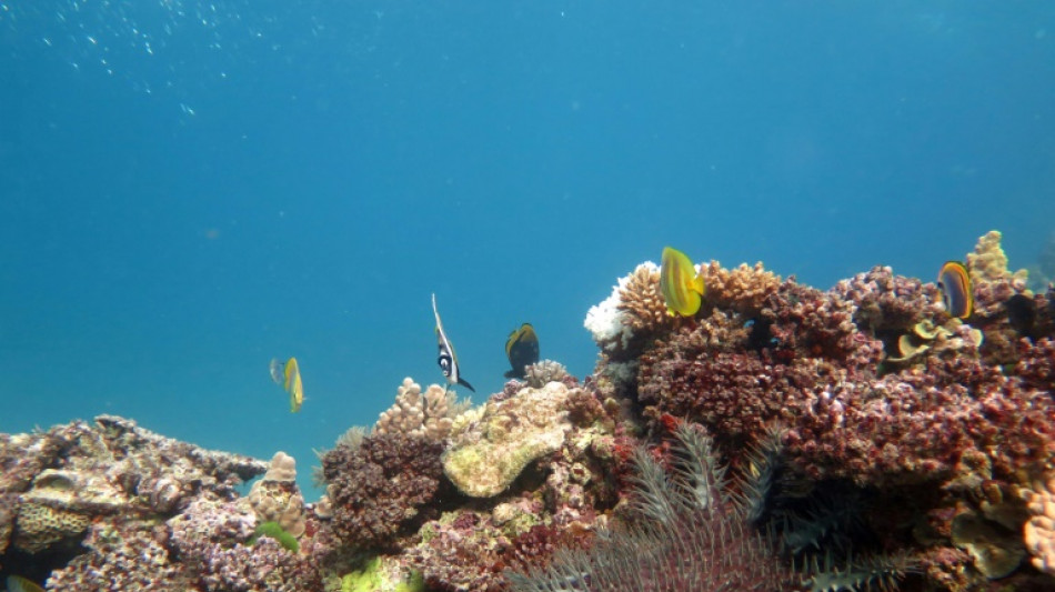 Canberra will hunderte Millionen Euro für Schutz des Great Barrier Reef ausgeben