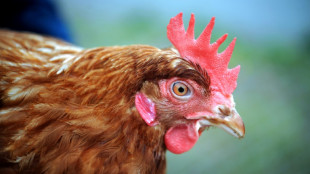Polizisten retten Huhn von Straße - Tier revanchiert sich mit Frühstücksei