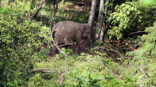 Indon&eacute;sie: une &eacute;l&eacute;phante de Sumatra gestante d&eacute;couverte morte, sans doute empoisonn&eacute;e