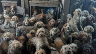 UK animal charity rescues over 250 dogs from single home