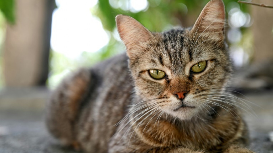 Vier Katzen bei Freigang vergiftet: Ermittlungen in Baden-W&uuml;rttemberg