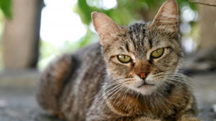 Vier Katzen bei Freigang vergiftet: Ermittlungen in Baden-W&uuml;rttemberg