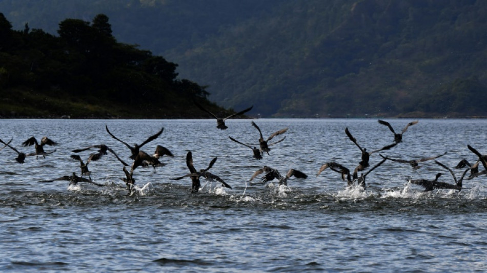 Cormoranes amenazan la pesca en la mayor represa de Honduras