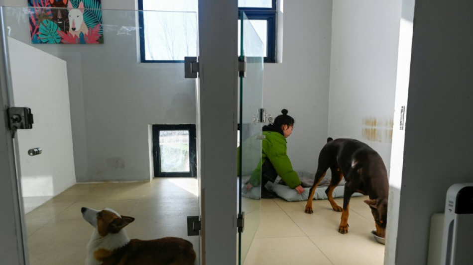 China's pet sitters back in business after Covid reopening