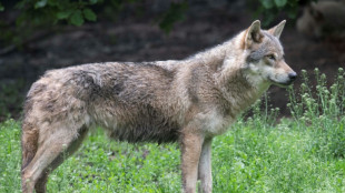 Um lobo 'imigrante' revitalizou um ecossistema florestal nos EUA