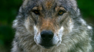 Lemke will Vorschl&auml;ge zum Umgang mit dem Wolf vorstellen