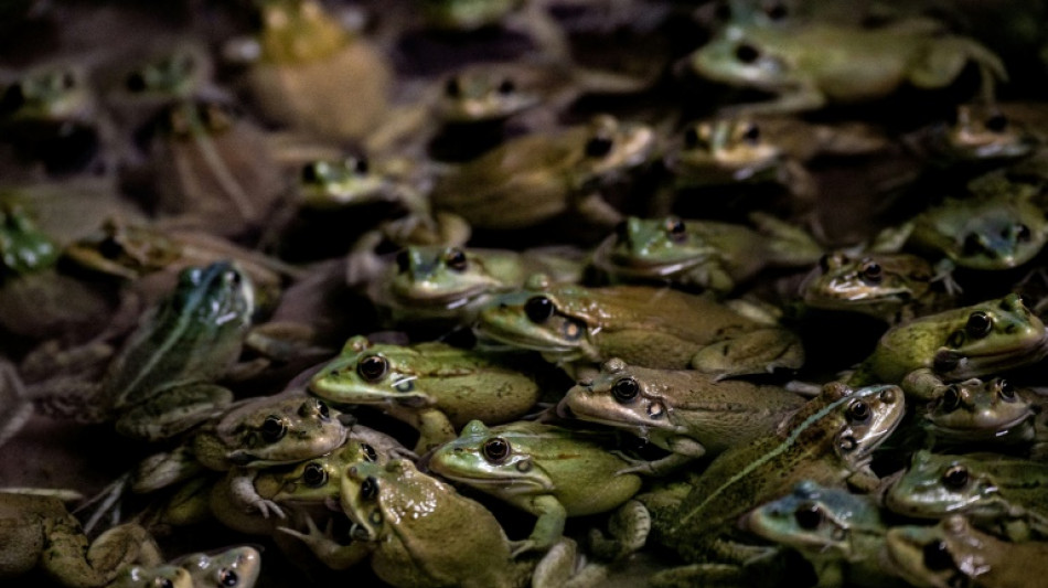Feria francesa de degustaci&oacute;n de ancas de rana provoca ira de ecologistas