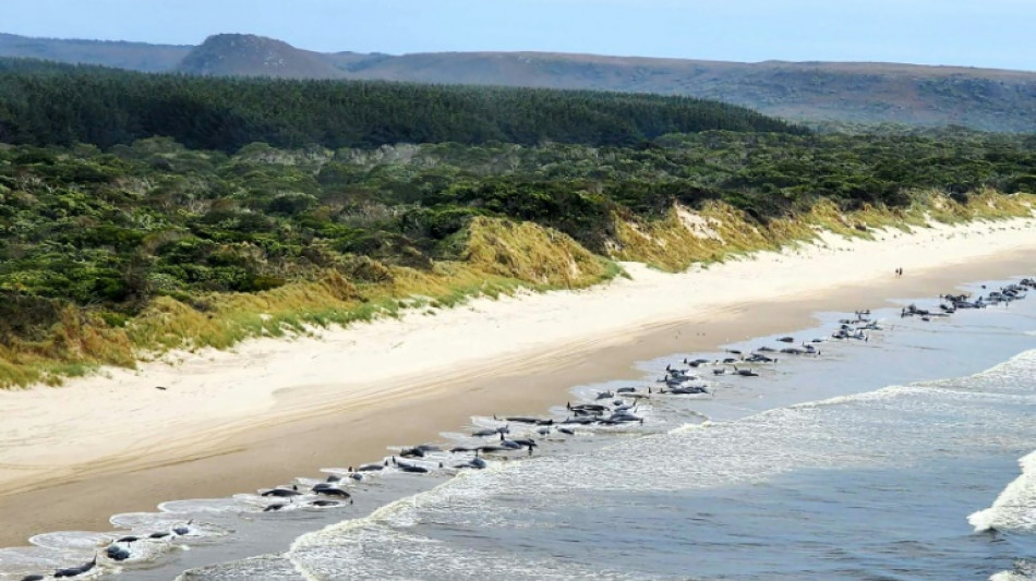 En Australie, 230 cétacés s'échouent sur une plage, la moitié d'entre eux présumés morts