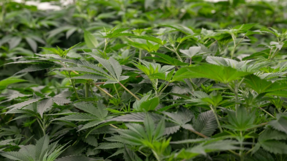 Pa&iacute;ses Bajos inicia un experimento de cannabis legal en dos ciudades