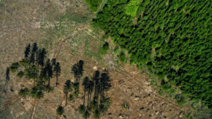 Großteil der Bäume in deutschen Wäldern geht es schlecht