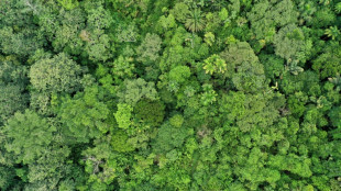 Aquecimento global ameaça processo de fotossíntese das florestas tropicais, diz estudo