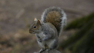 Feuerwehr rettet in Dortmund Eichh&ouml;rnchen aus Gullydeckel