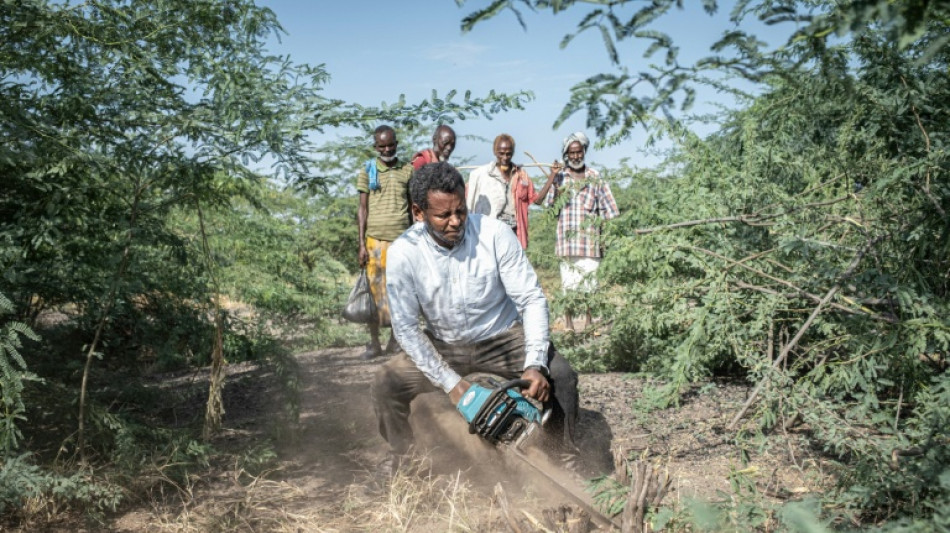 Ethiopia's invasive prosopis tree chokes livelihoods and land