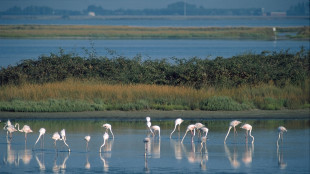 I delta dei grandi fiumi si abbassano fino a 1 cm l'anno, il Po tra i pi&ugrave; colpiti
