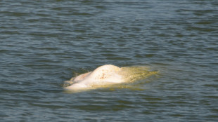 Francia considera transportar al mar a beluga perdida en el r&iacute;o Sena