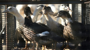 Grippe aviaire: lev&eacute;e des mesures de confinement en Vend&eacute;e en raison de la chaleur