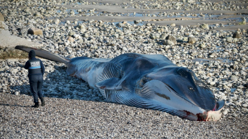 Deux rorquals &eacute;chou&eacute;s en deux jours en Seine-Maritime
