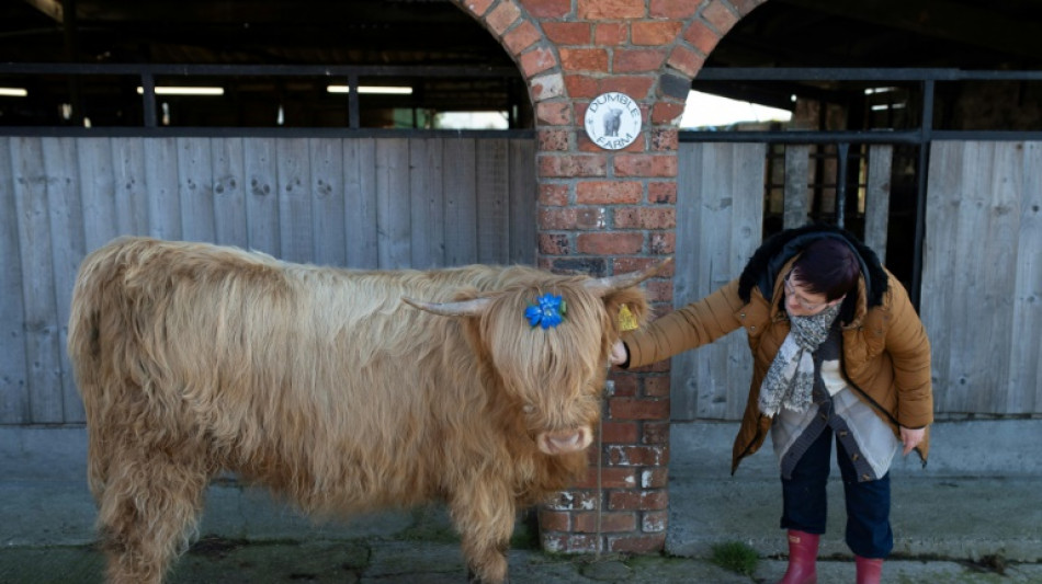 Feeling stressed? Cuddle a cow, says UK dairy farm