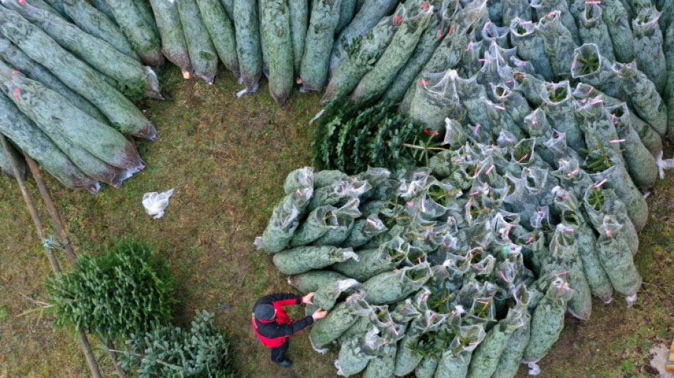 Vor Hamburger Kita aufgestellter Weihnachtsbaum: Schuldspruch auch in zweiter Instanz