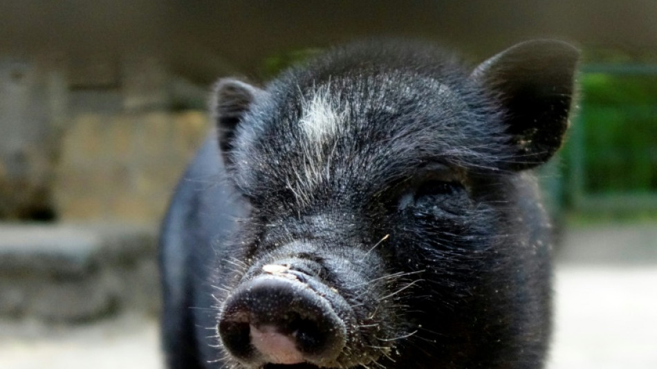 Th&uuml;ringen: Frau findet H&auml;ngebauchschwein auf Garagendach  