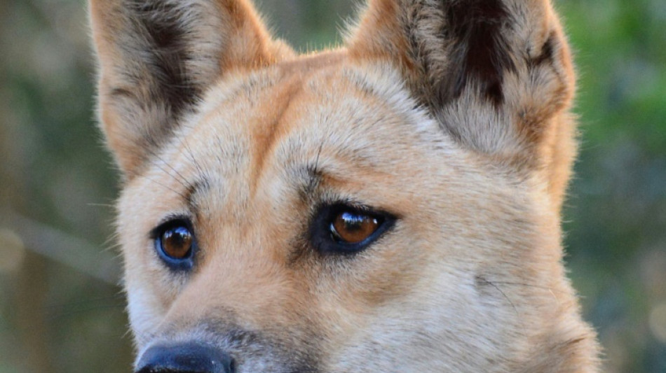 Les dingos plut&ocirc;t entre chien et loup, selon une &eacute;tude
