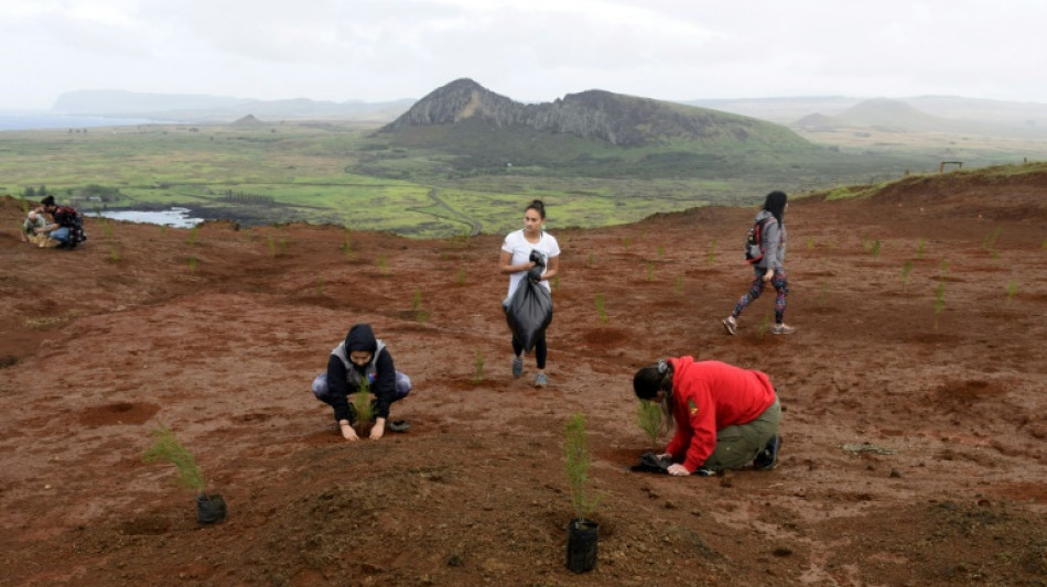 Ile de P&acirc;ques: 240.000 arbres pour lutter contre l'&eacute;rosion des sols