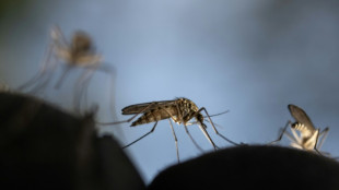 EUA em alerta por primeiros casos locais de malária em 20 anos