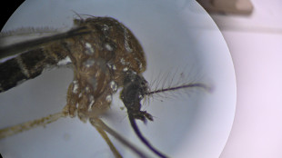 Riscaldamento globale pu&ograve; 'ingigantire' la zanzara Aedes