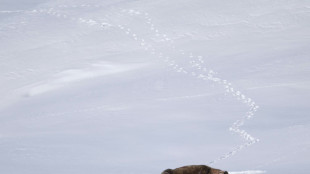 Walrus dies from bird flu on Arctic island: researcher