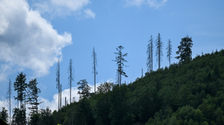 Zustand der W&auml;lder in Deutschland weiter schlecht: Nur jeder f&uuml;nfte Baum gesund