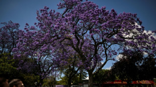 Chaque printemps, Lisbonne se pare de bleu et mauve &agrave; la floraison des jacarandas