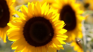 Urteil: Unfall auf Weg zu Blumenpfl&uuml;cken gilt nicht als Arbeitsunfall