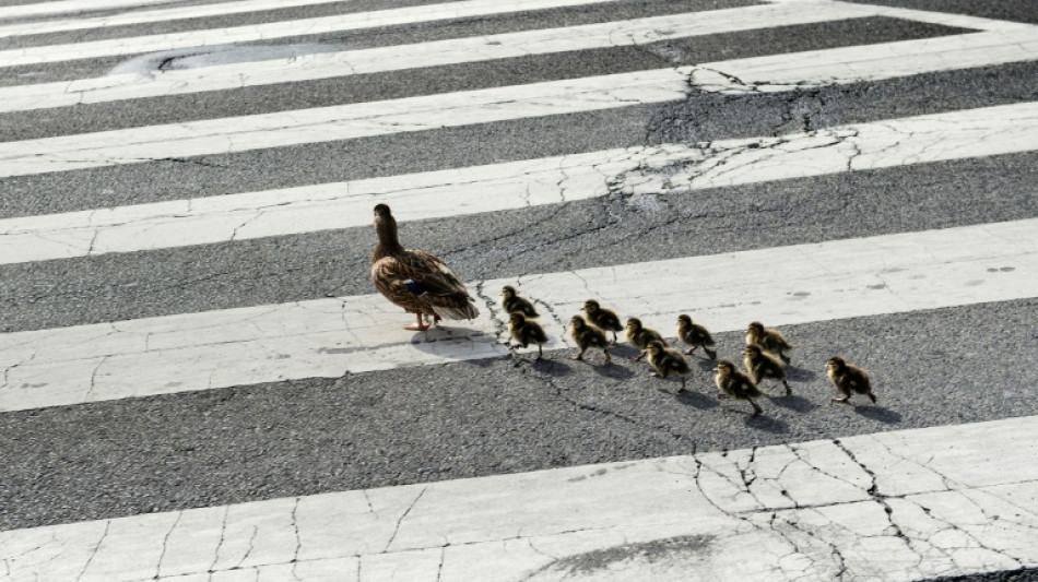 Entenfamilie auf Abwegen sorgt in Hessen f&uuml;r Autobahnsperrung