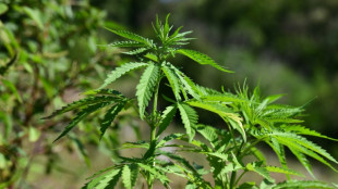Marihuanaplantagen mit rund 1400 Pflanzen in Dormagen entdeckt
