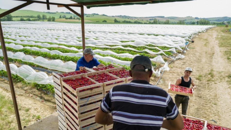 Dans le Sud-Ouest, les producteurs de fraises "d&eacute;pass&eacute;s" par les fortes chaleurs