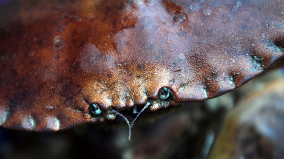 Au Royaume-Uni, un nouveau pathogène pourrait être la cause de décès massifs de crabes
