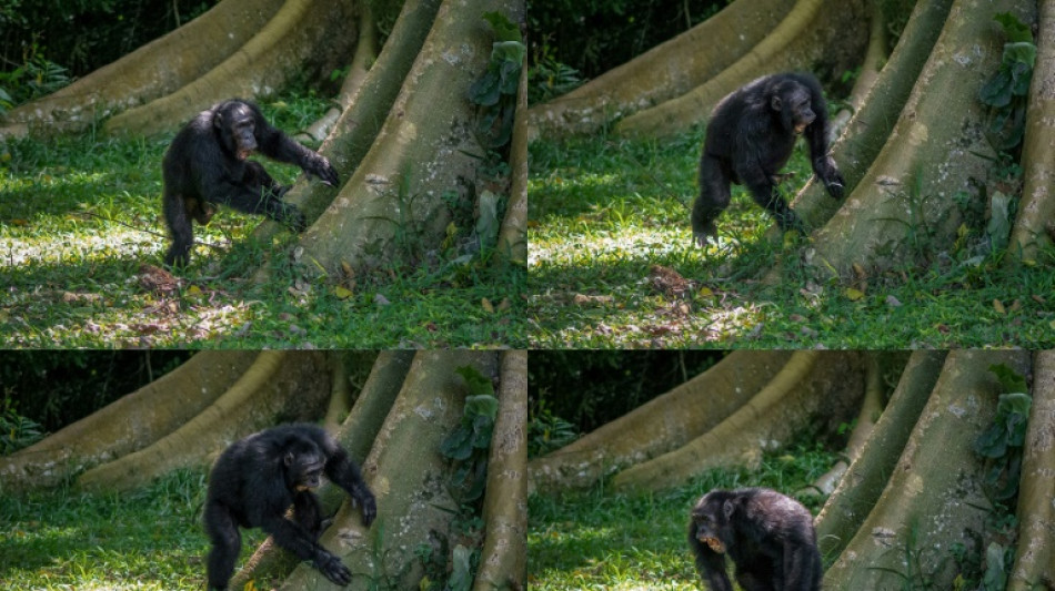 Música na floresta: batuque dos chimpanzés revela origens do ritmo humano