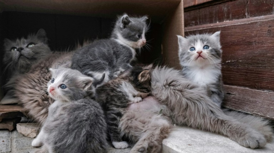 F&uuml;nf Katzenbabys in Nordrhein-Westfalen aus M&uuml;lltonne gerettet