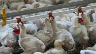 Rund 2500 Hühner verenden bei Unfall von Tiertransporter in Niedersachsen
