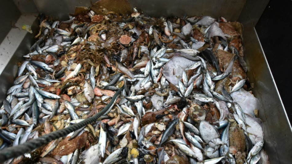 Ressources halieutiques: nette amélioration en 20 ans