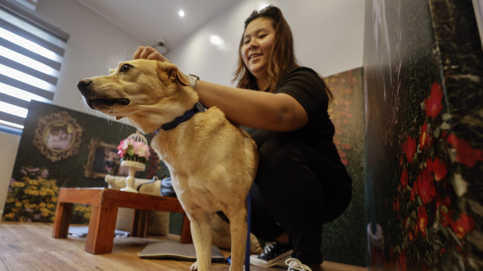 Il Brasile vieta tatuaggi e piercing 'estetici' su cani e gatti