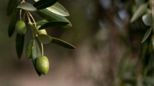 Stiftung Warentest: Schlechteres Olivenöl durch den Klimawandel