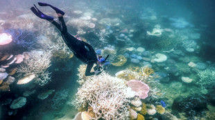 Unesco fordert "dringende" Ma&szlig;nahmen zum Schutz von Great Barrier Reef