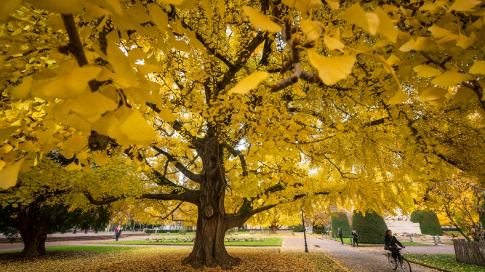 Casi 40% de las especies de &aacute;rboles est&aacute;n en riesgo de extinci&oacute;n, alerta UICN