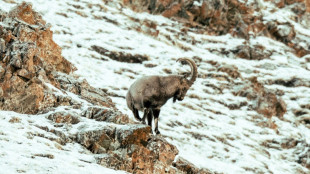 Mongolia's wildlife at risk from overgrazing