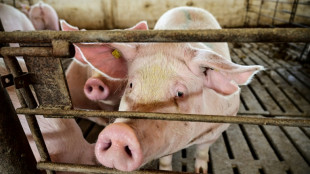 Cient&iacute;ficos chinos generan ri&ntilde;ones similares a los humanos en cerdos